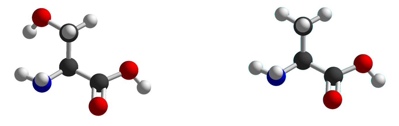 Picture of molecular models of serine and alanine