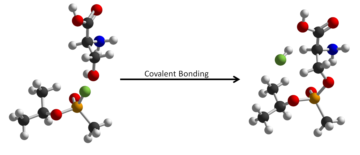 Picture of molecular models of serine, sarin, and the covalent bond between them